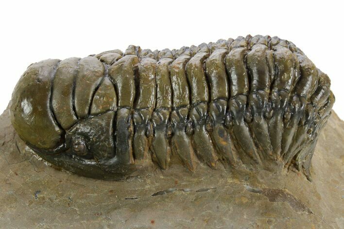 Detailed Crotalocephalina Trilobite - Atchana, Morocco #348126